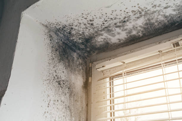 Affordable Mold Cleanup solutions in Manchester Township, NJ